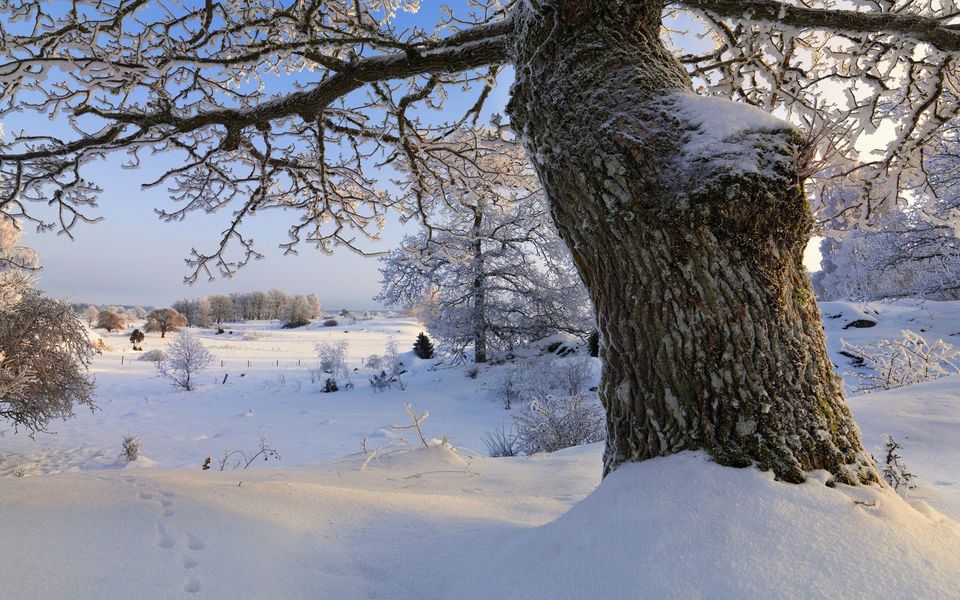 冬天森林雪景图片_唯美图片
